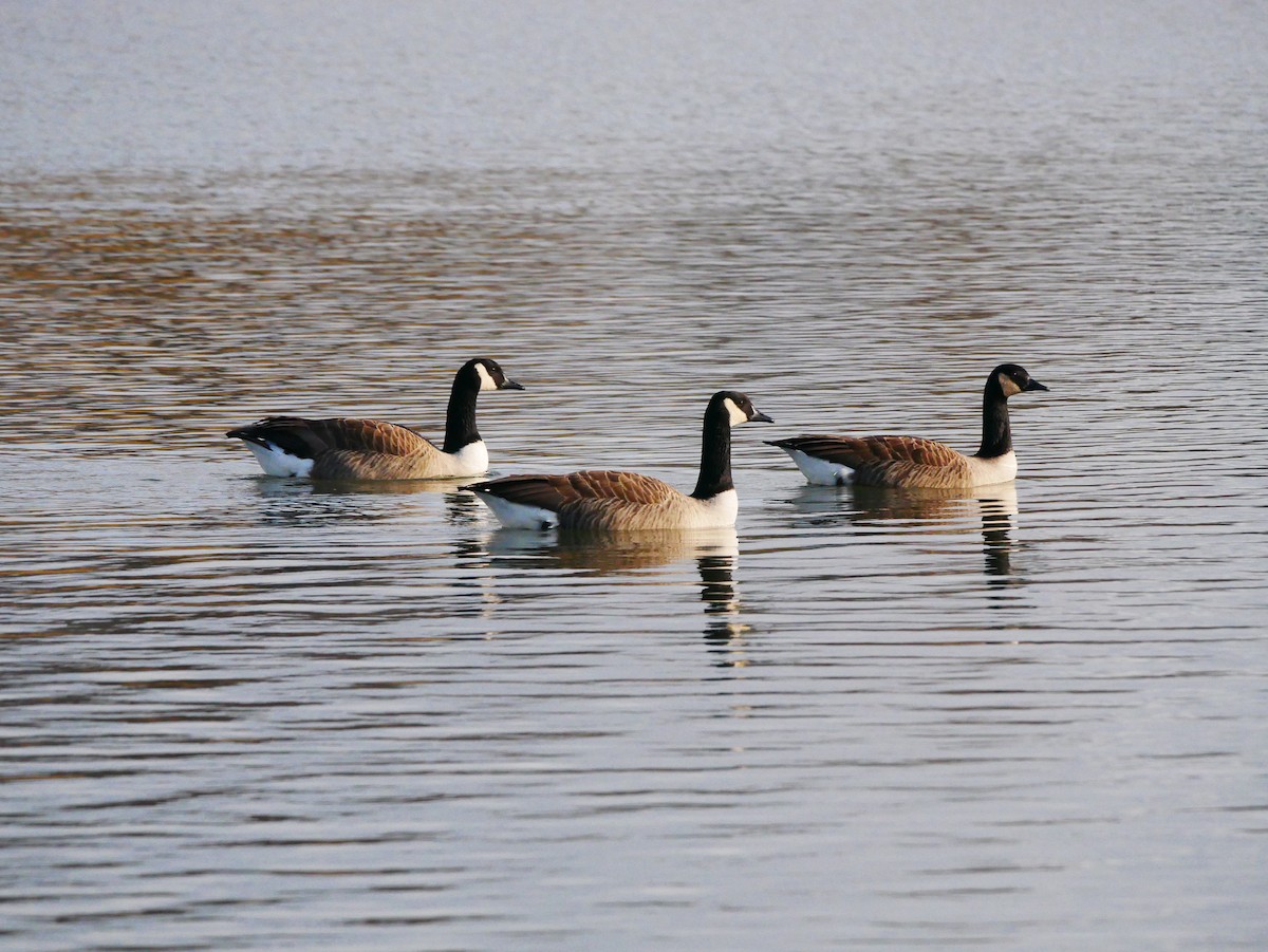 Canada Goose - Mike Bickerdike