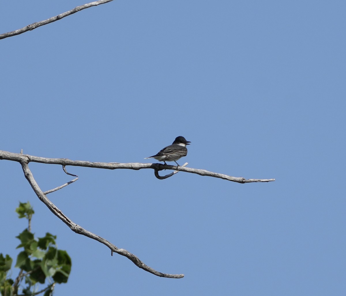 Eastern Kingbird - ML620016010