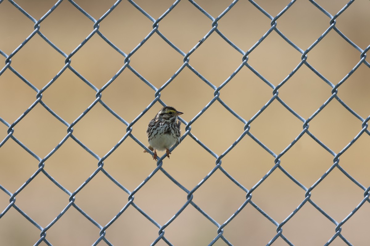 Savannah Sparrow - ML620016017