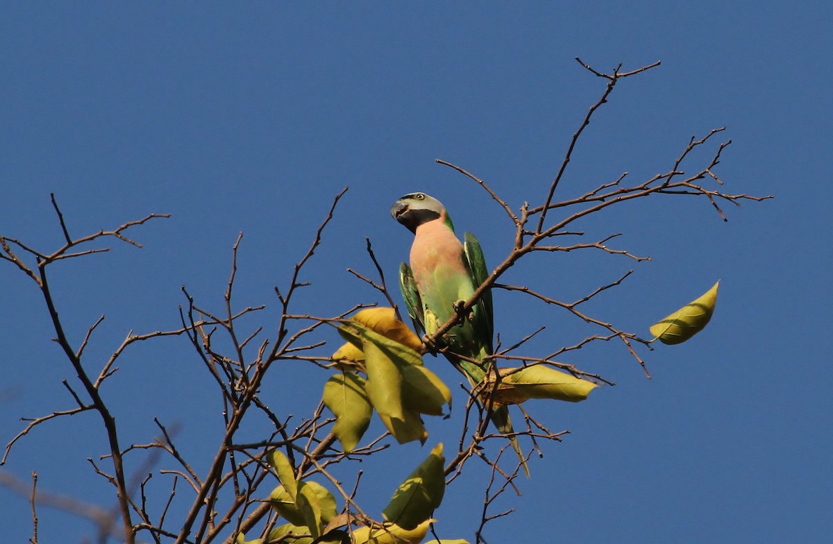 Red-breasted Parakeet - Scott Watson