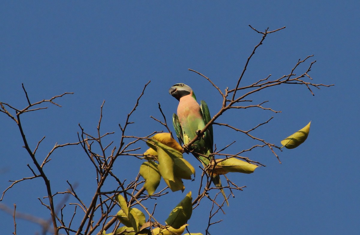 Red-breasted Parakeet - ML620016032