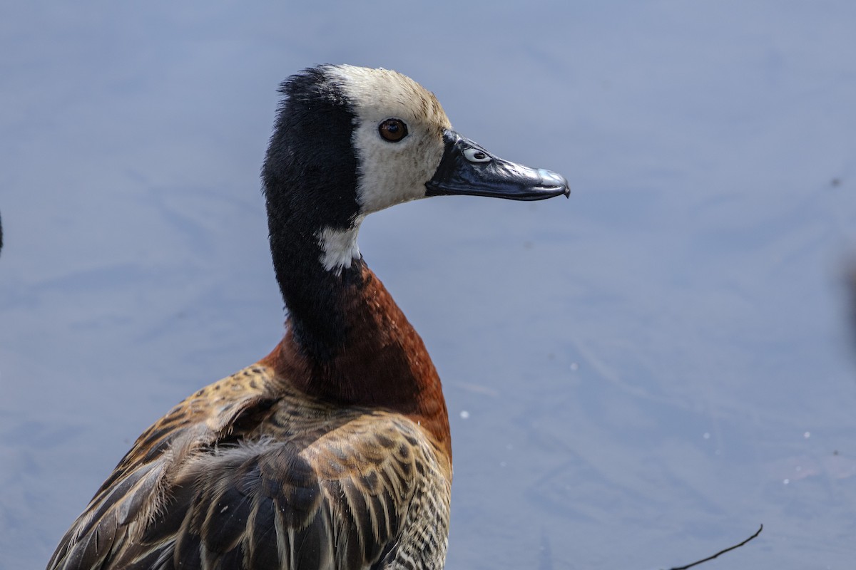 White-faced Whistling-Duck - ML620016044