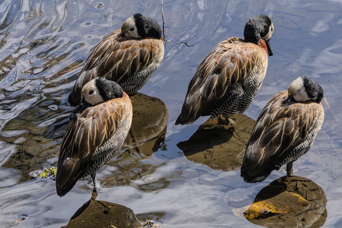 White-faced Whistling-Duck - ML620016046