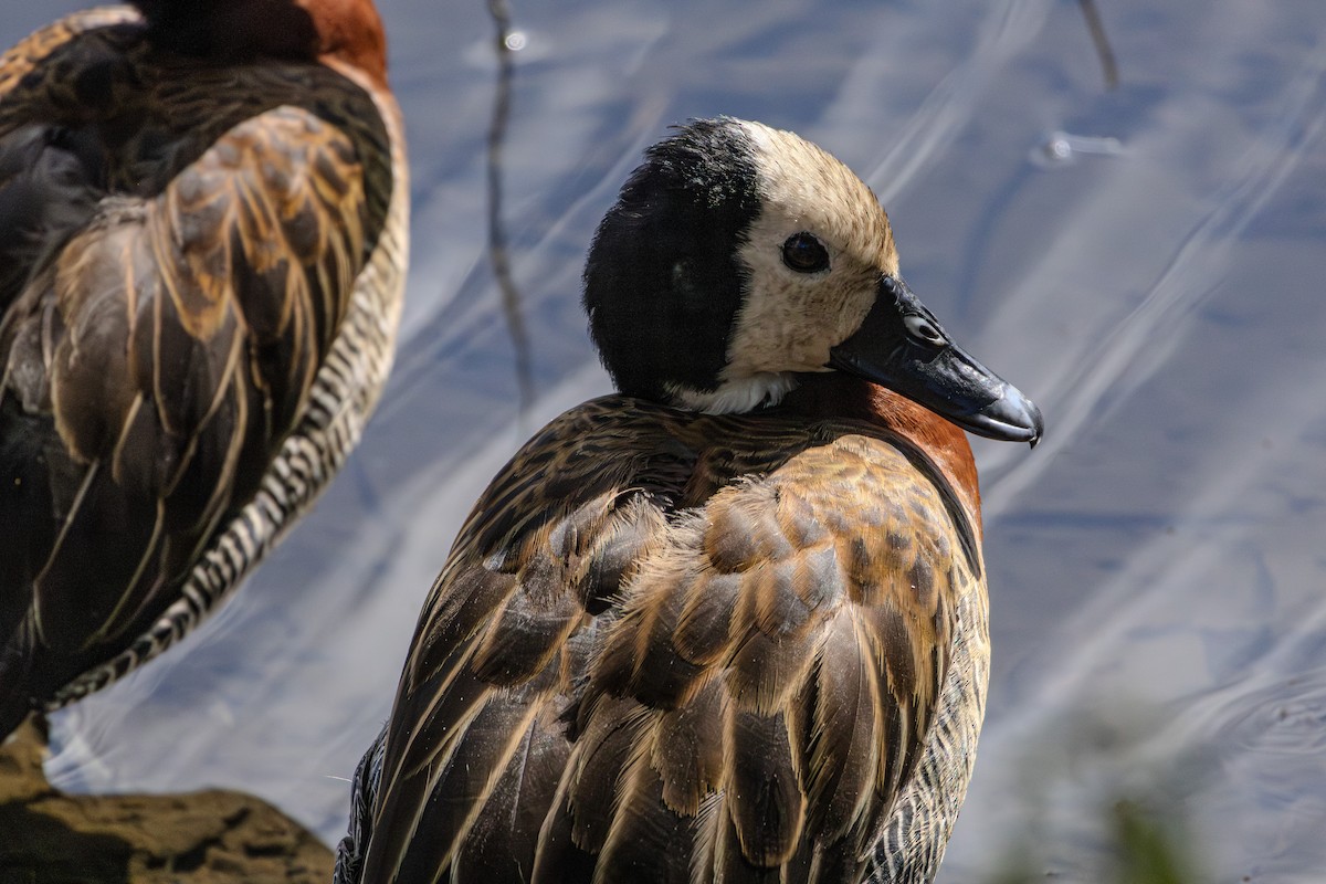 White-faced Whistling-Duck - ML620016047