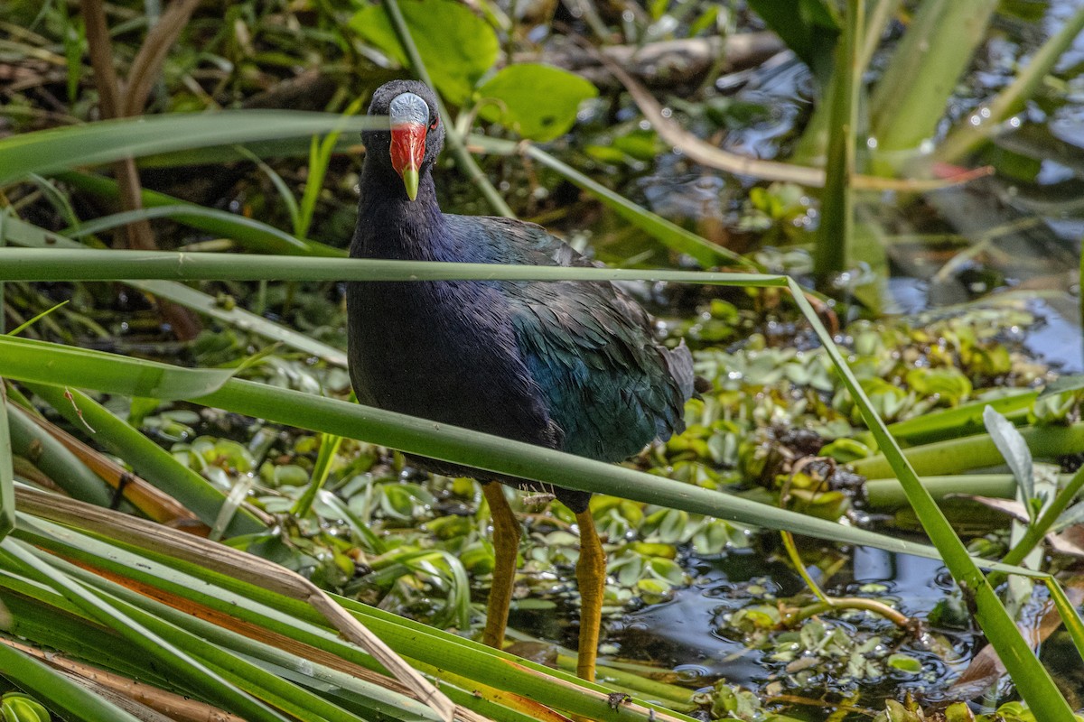 Purple Gallinule - ML620016064