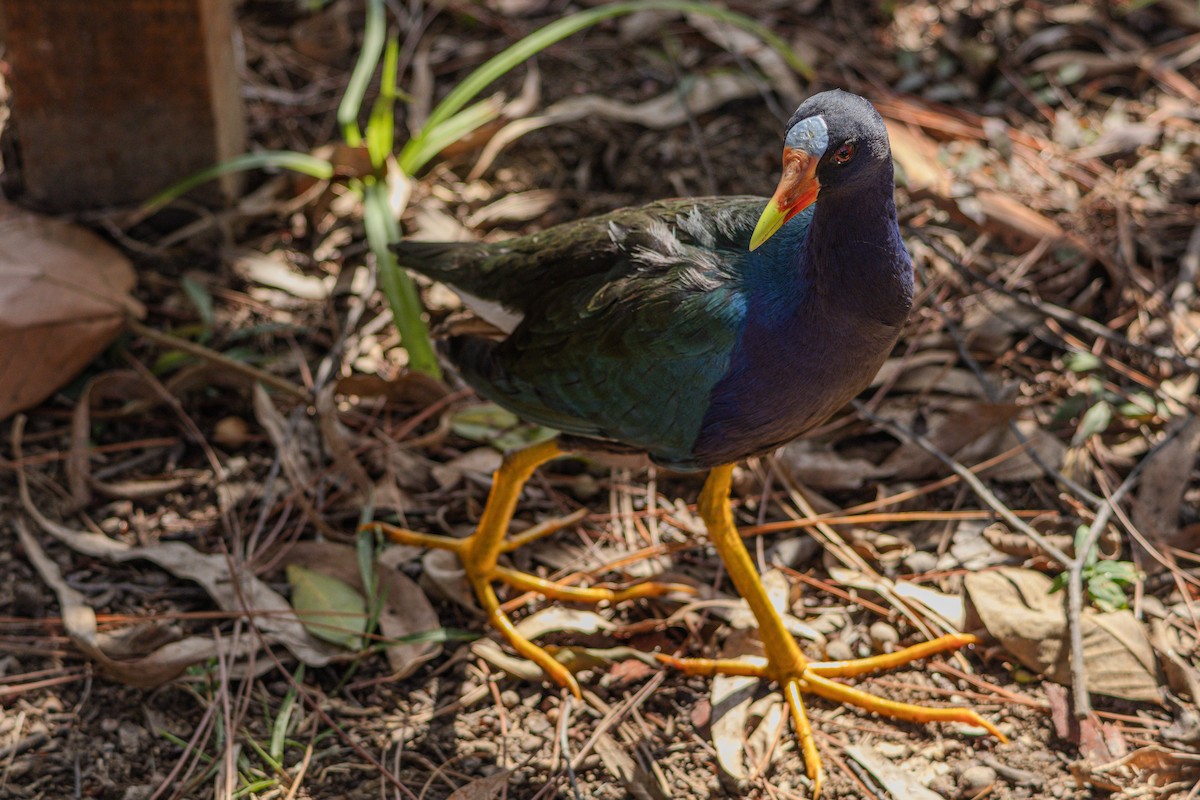 Purple Gallinule - ML620016065