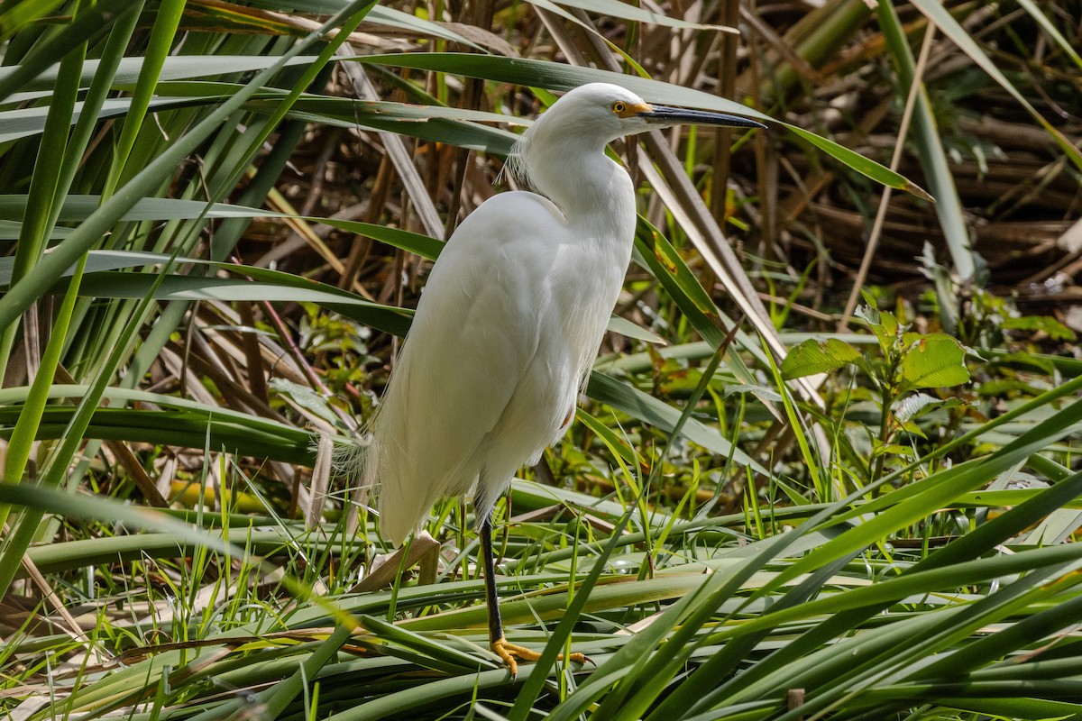 Snowy Egret - ML620016068