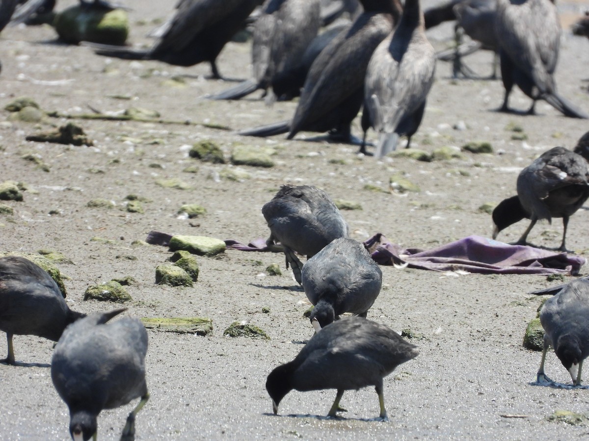 American Coot - ML620016081