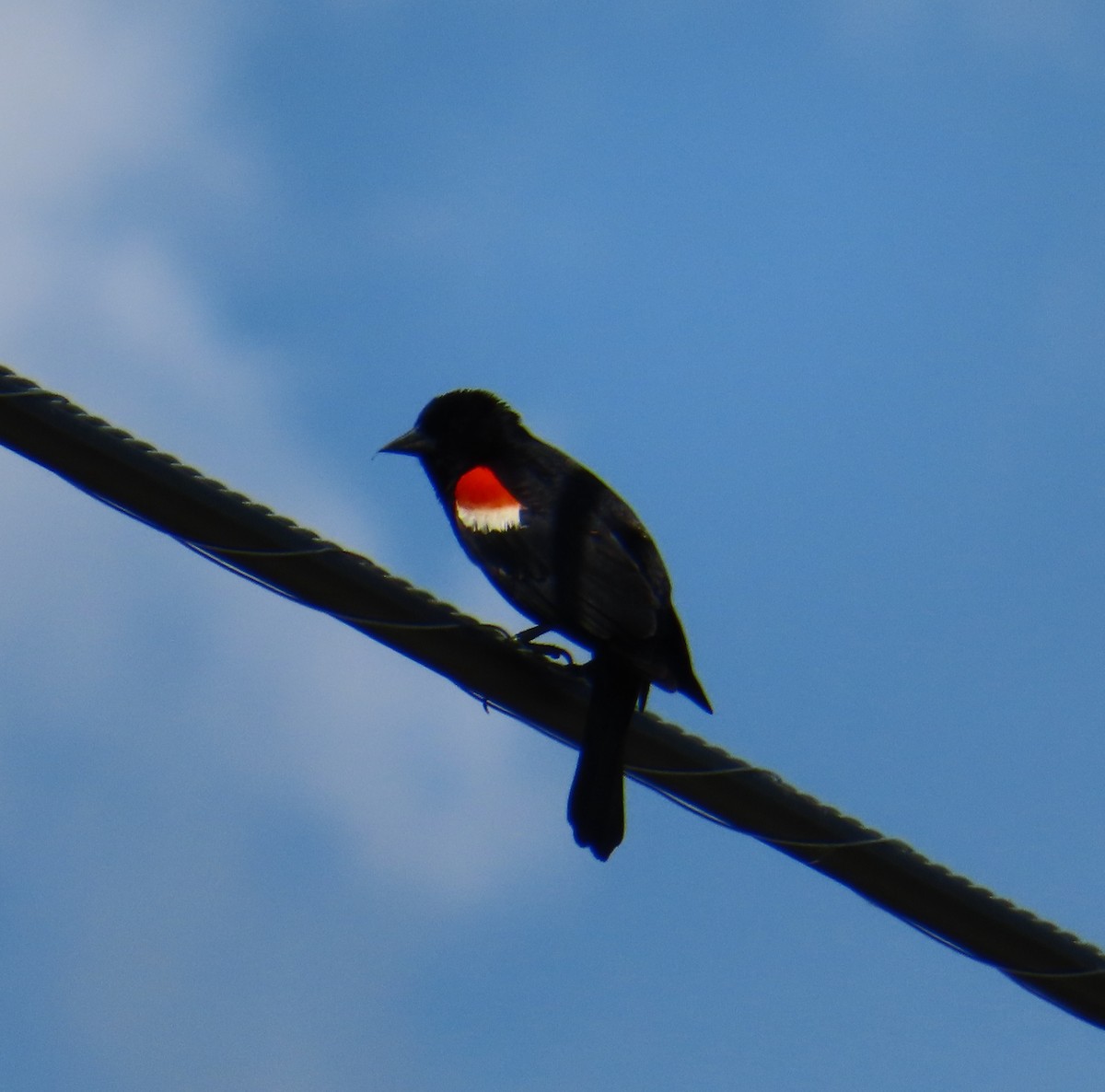Red-winged Blackbird - ML620016099