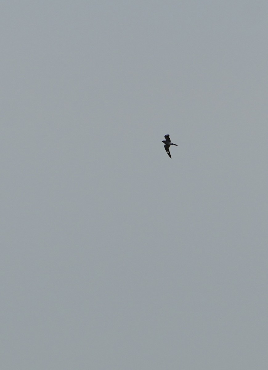 Common Nighthawk - John Rhoades