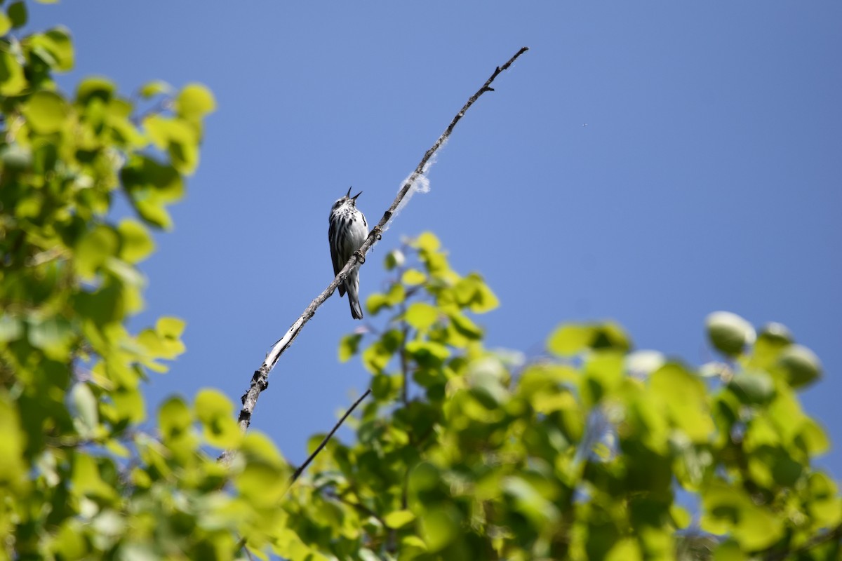 Black-and-white Warbler - ML620016112