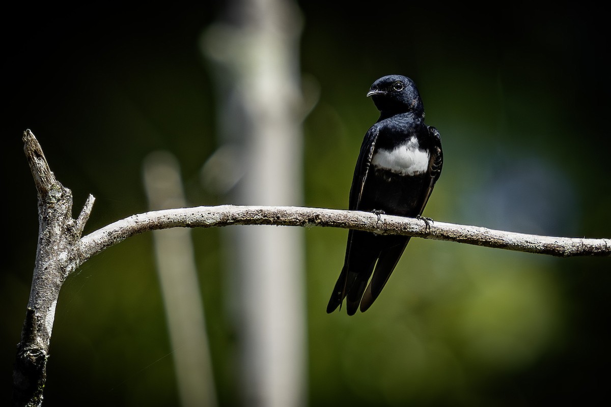 White-banded Swallow - ML620016152