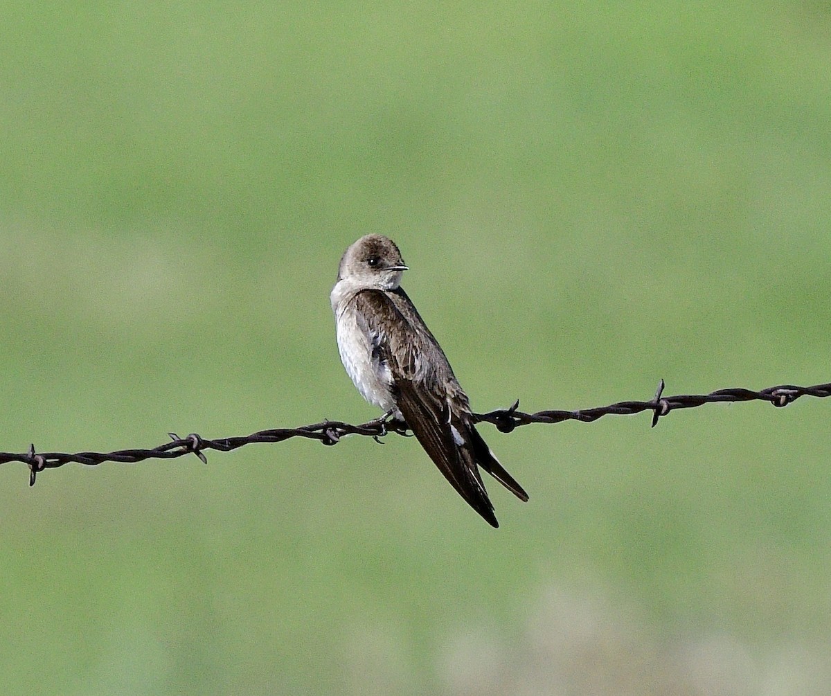 Northern Rough-winged Swallow - ML620016175