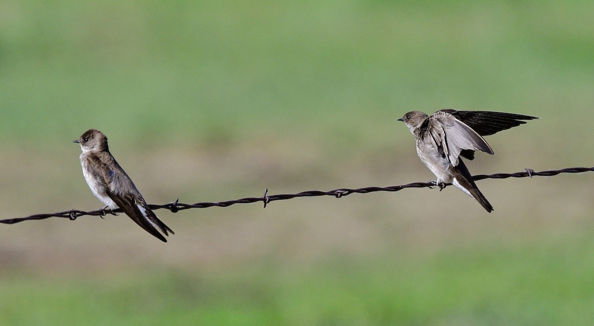 Northern Rough-winged Swallow - ML620016178