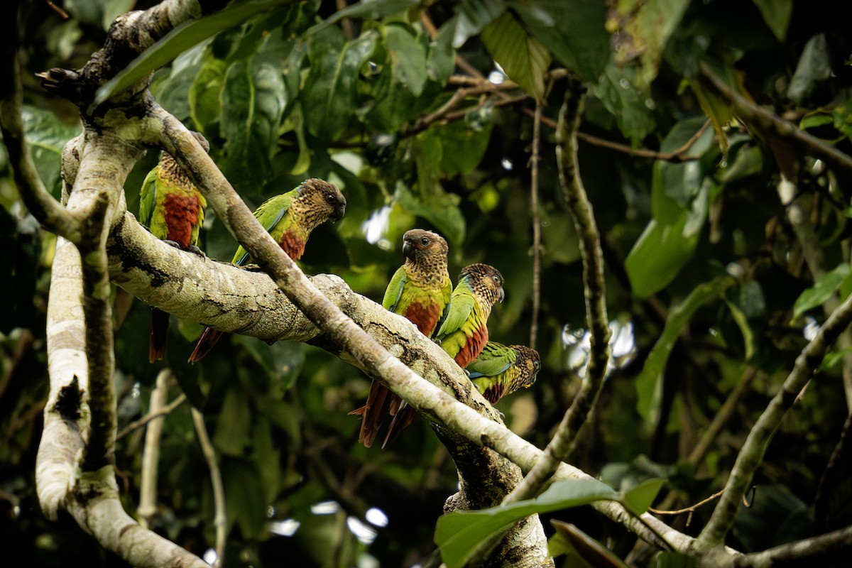 Conure de Hellmayr - ML620016187