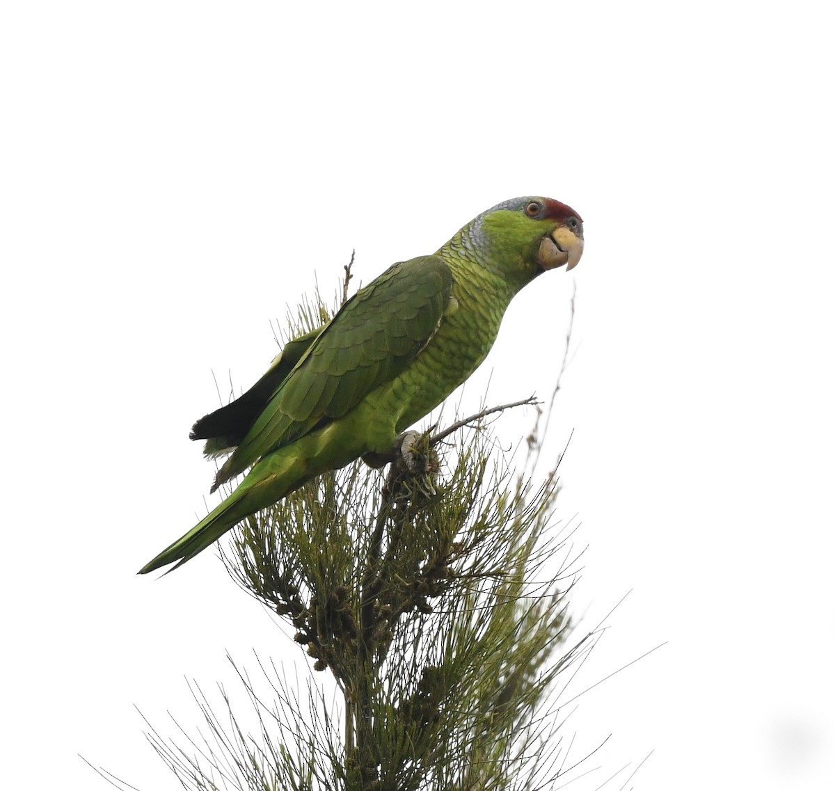 Lilac-crowned Parrot - ML620016194
