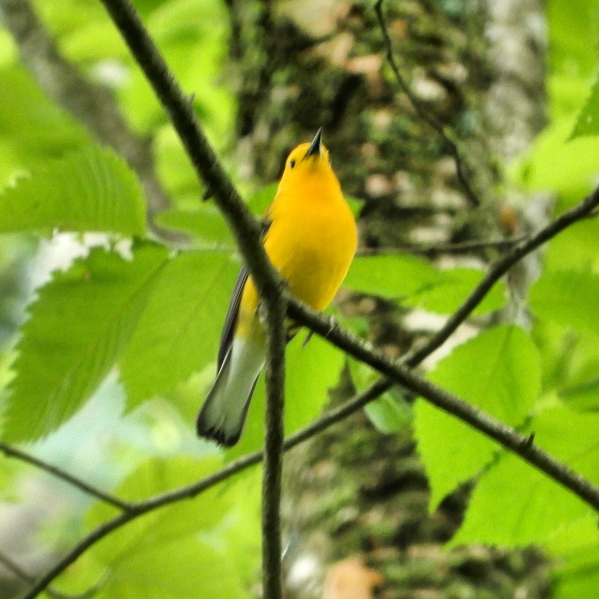 Prothonotary Warbler - ML620016204