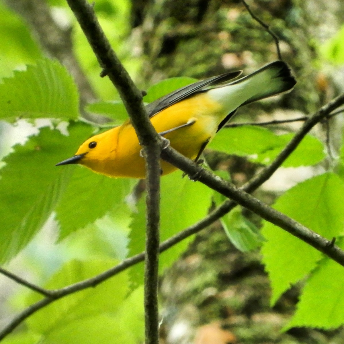 Prothonotary Warbler - ML620016205