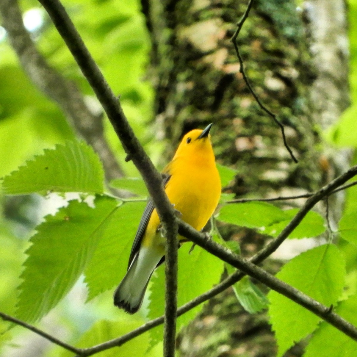 Prothonotary Warbler - ML620016206