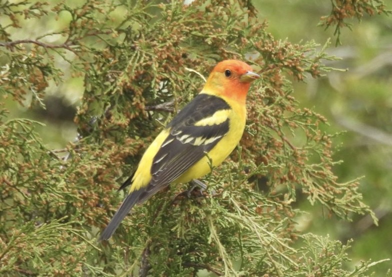 Western Tanager - ML620016213