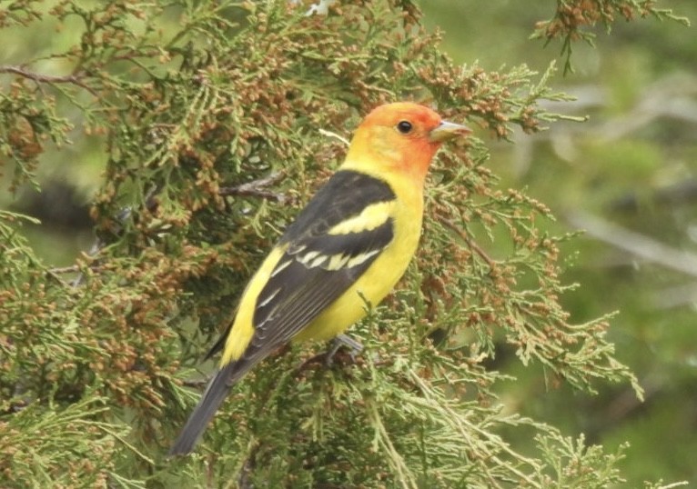 Western Tanager - ML620016214