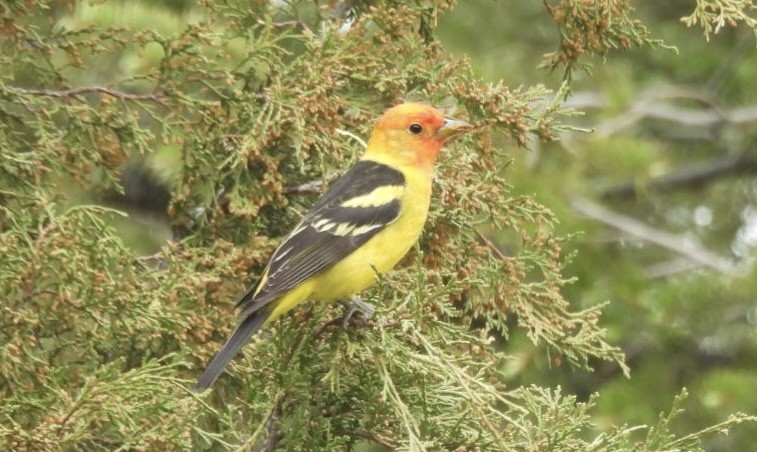 Western Tanager - ML620016215