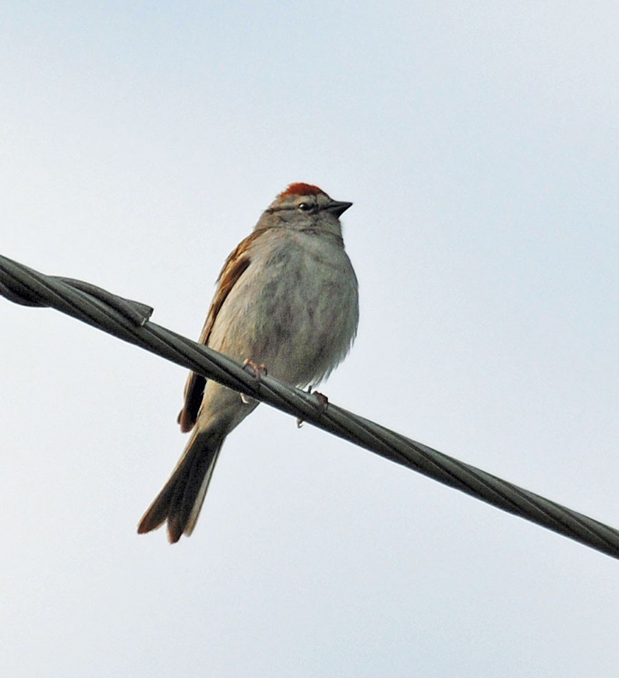 Chipping Sparrow - ML620016256