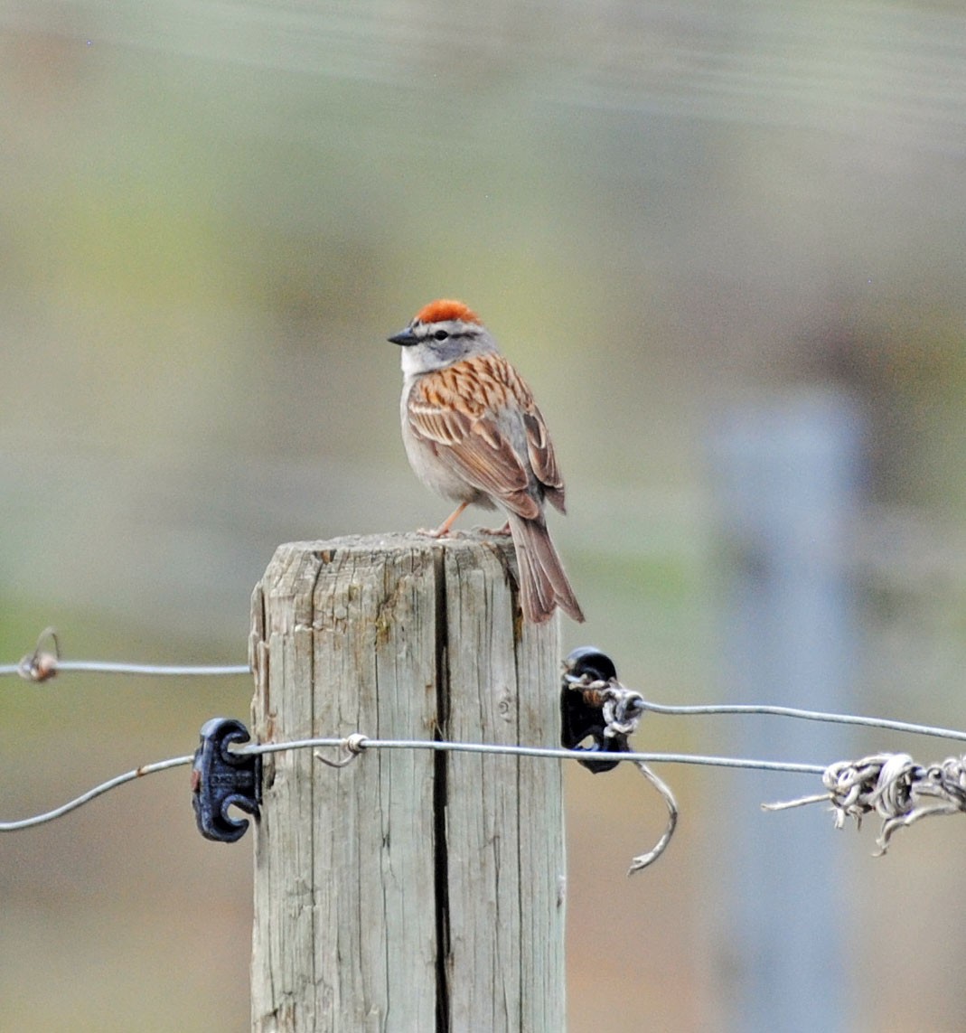 Chipping Sparrow - ML620016257