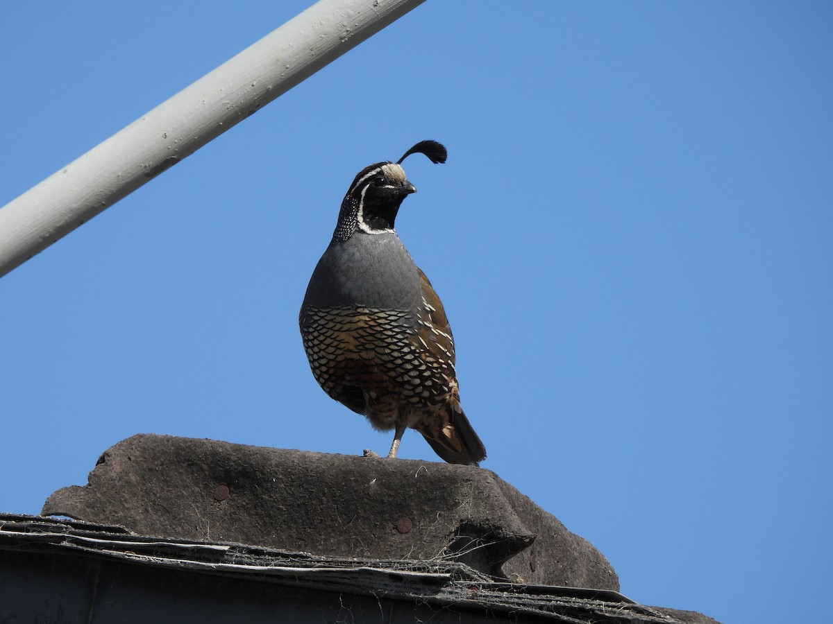 California Quail - ML620016267