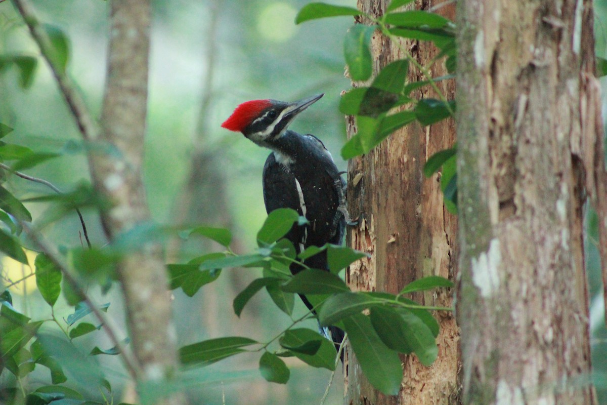 Pileated Woodpecker - ML620016268