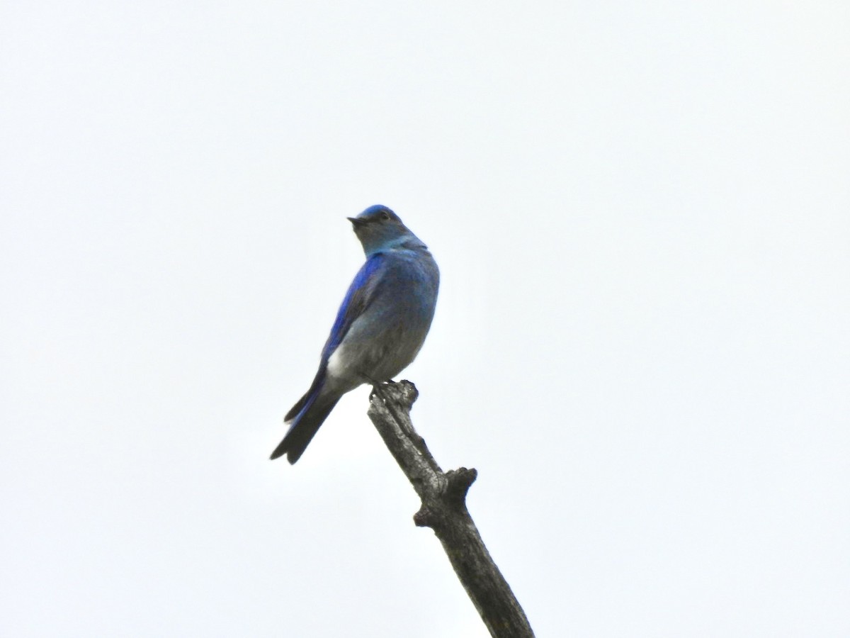 Mountain Bluebird - ML620016275