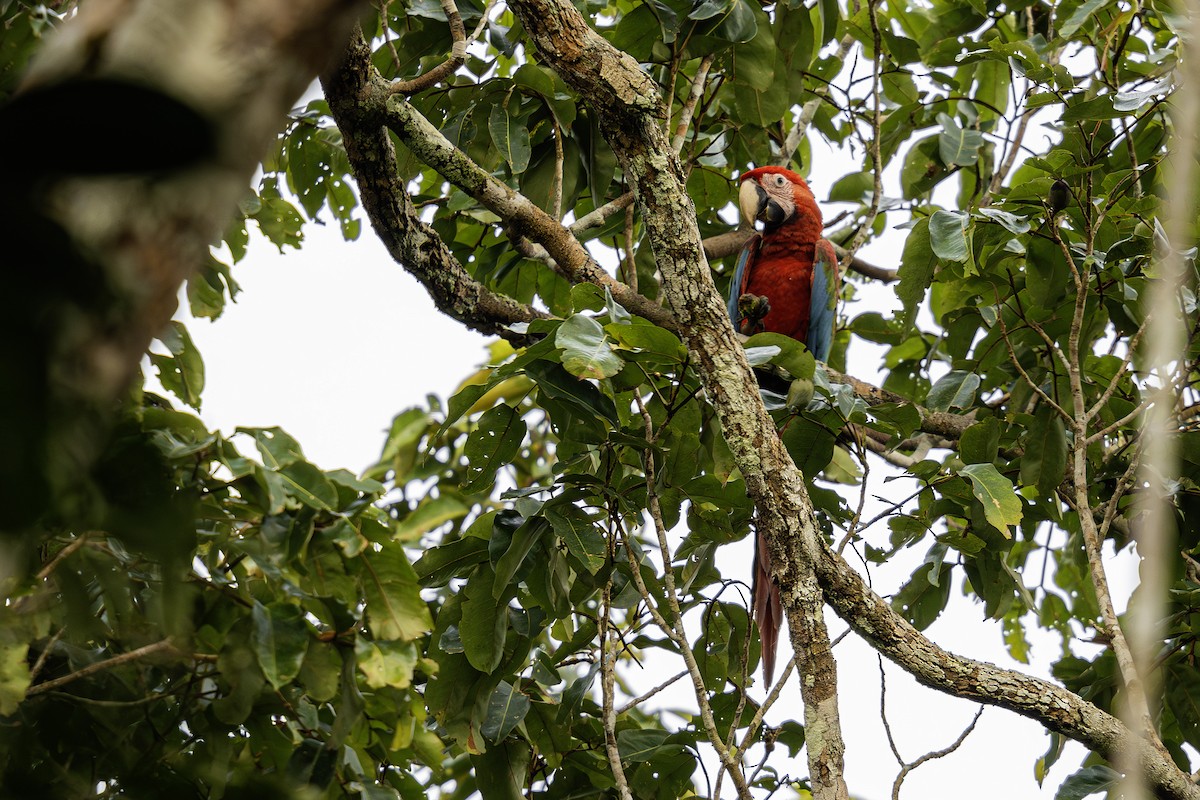 Red-and-green Macaw - ML620016277