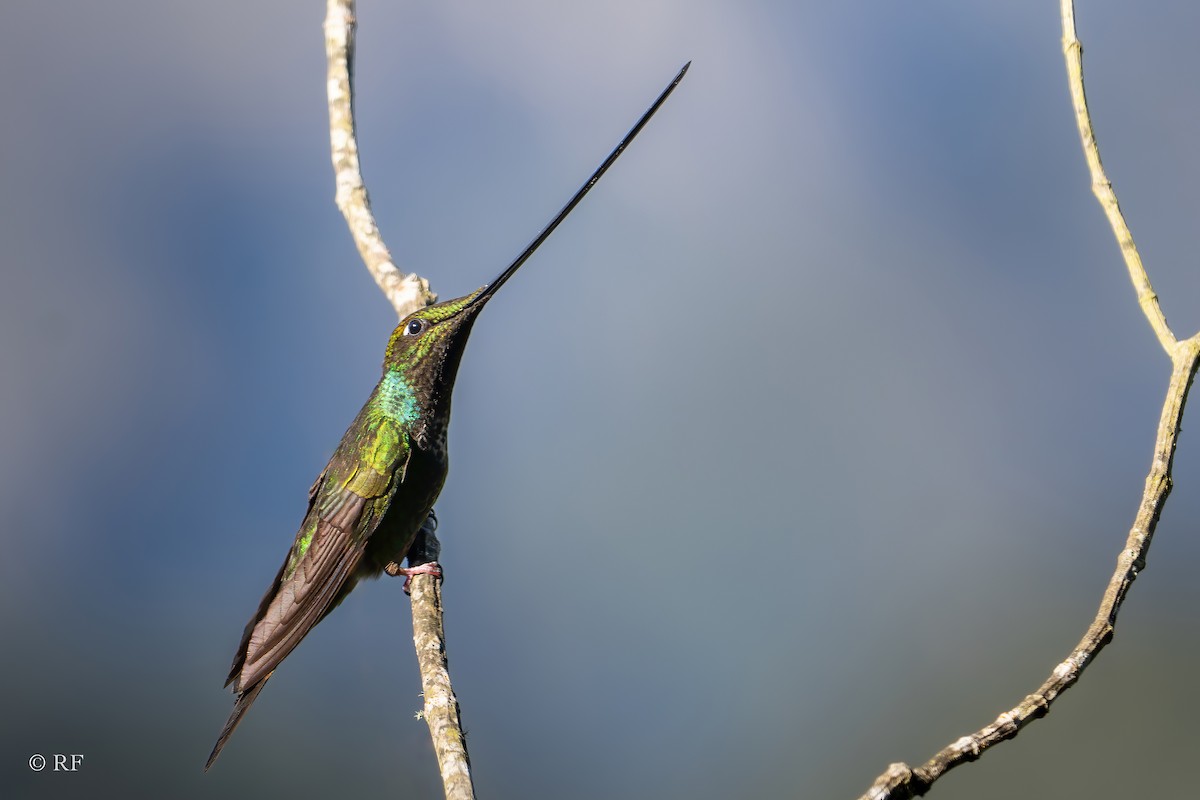 Sword-billed Hummingbird - ML620016279