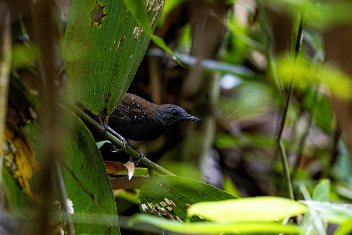Black-throated Antbird - ML620016282