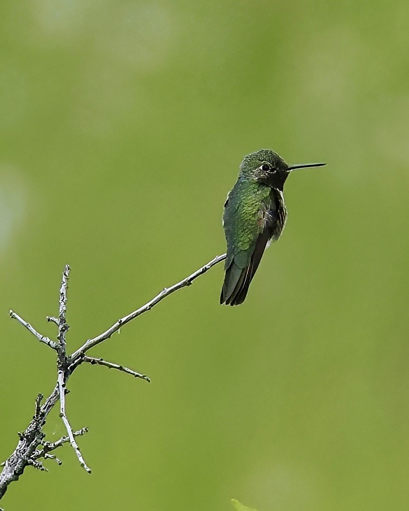 Broad-tailed Hummingbird - ML620016297