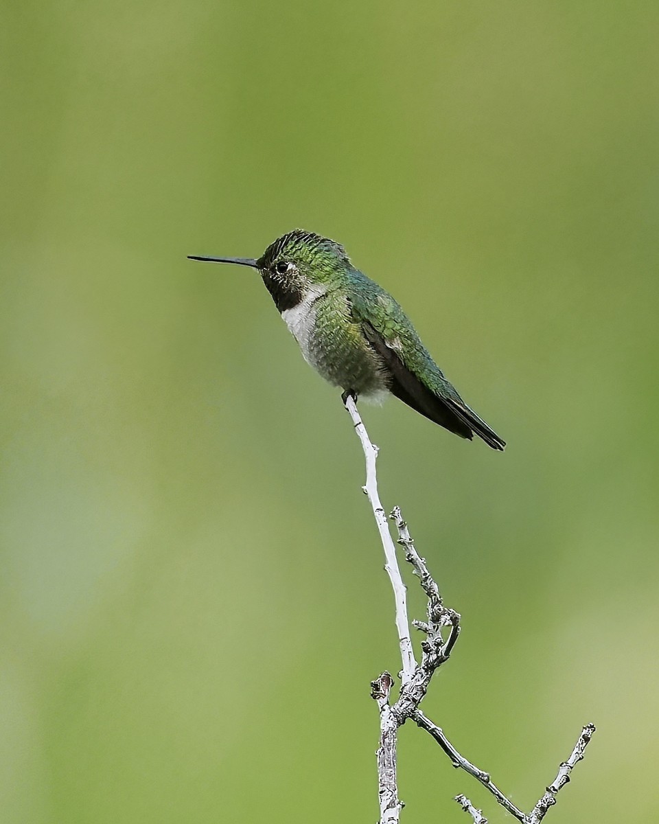 Broad-tailed Hummingbird - ML620016298