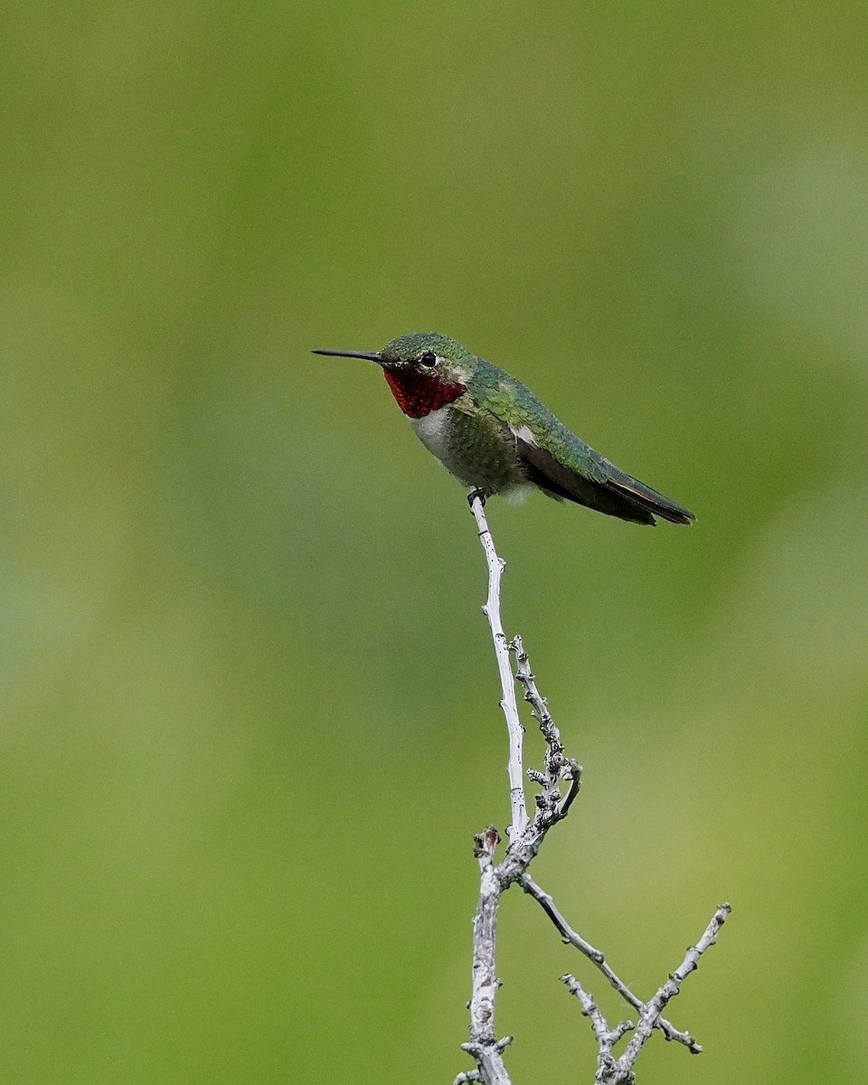 Broad-tailed Hummingbird - ML620016299
