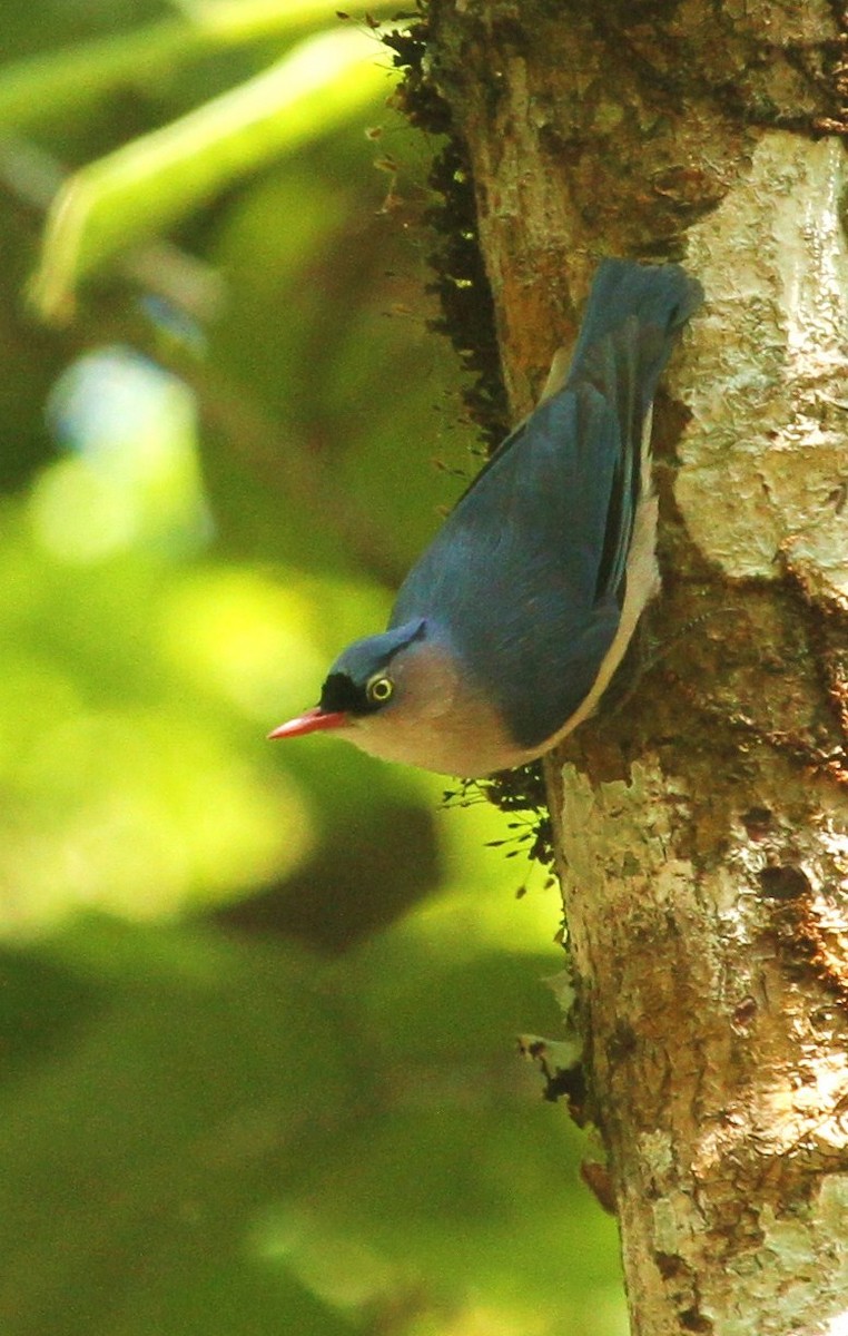 Velvet-fronted Nuthatch - ML620016300