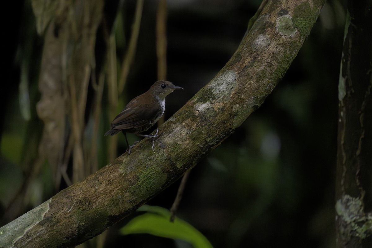 Scaly-breasted Wren - ML620016303