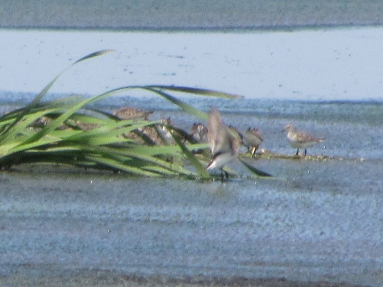 Semipalmated Sandpiper - ML620016310