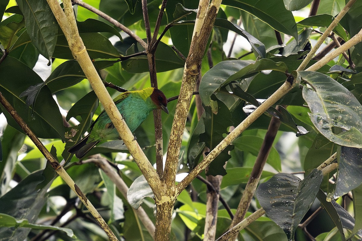 Bay-headed Tanager - ML620016314