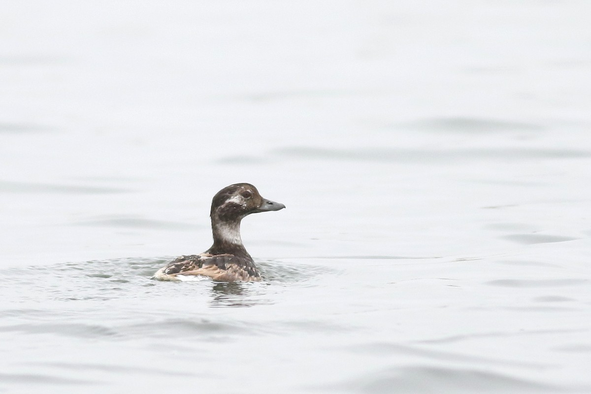 Long-tailed Duck - ML620016340