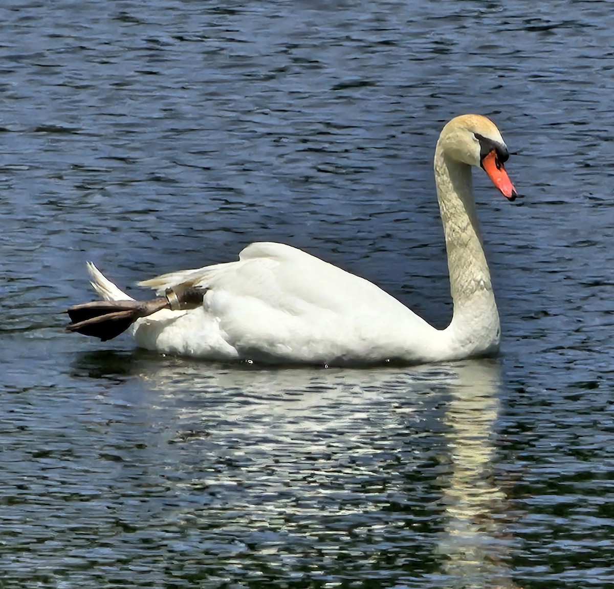 Mute Swan - ML620016357