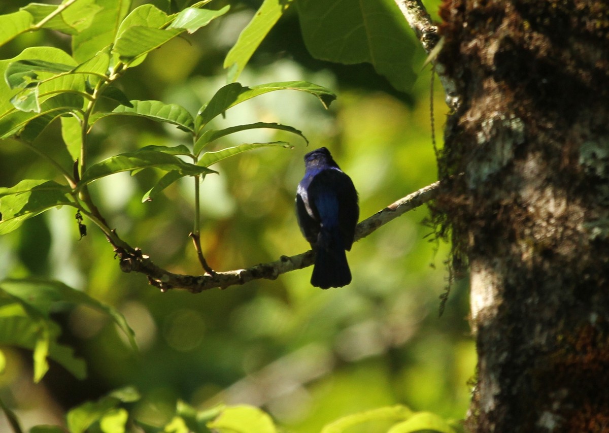 Feenblauschnäpper - ML620016366