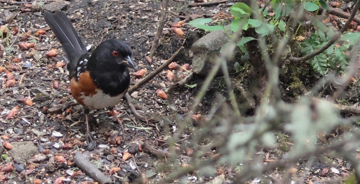 Spotted Towhee - ML620016369