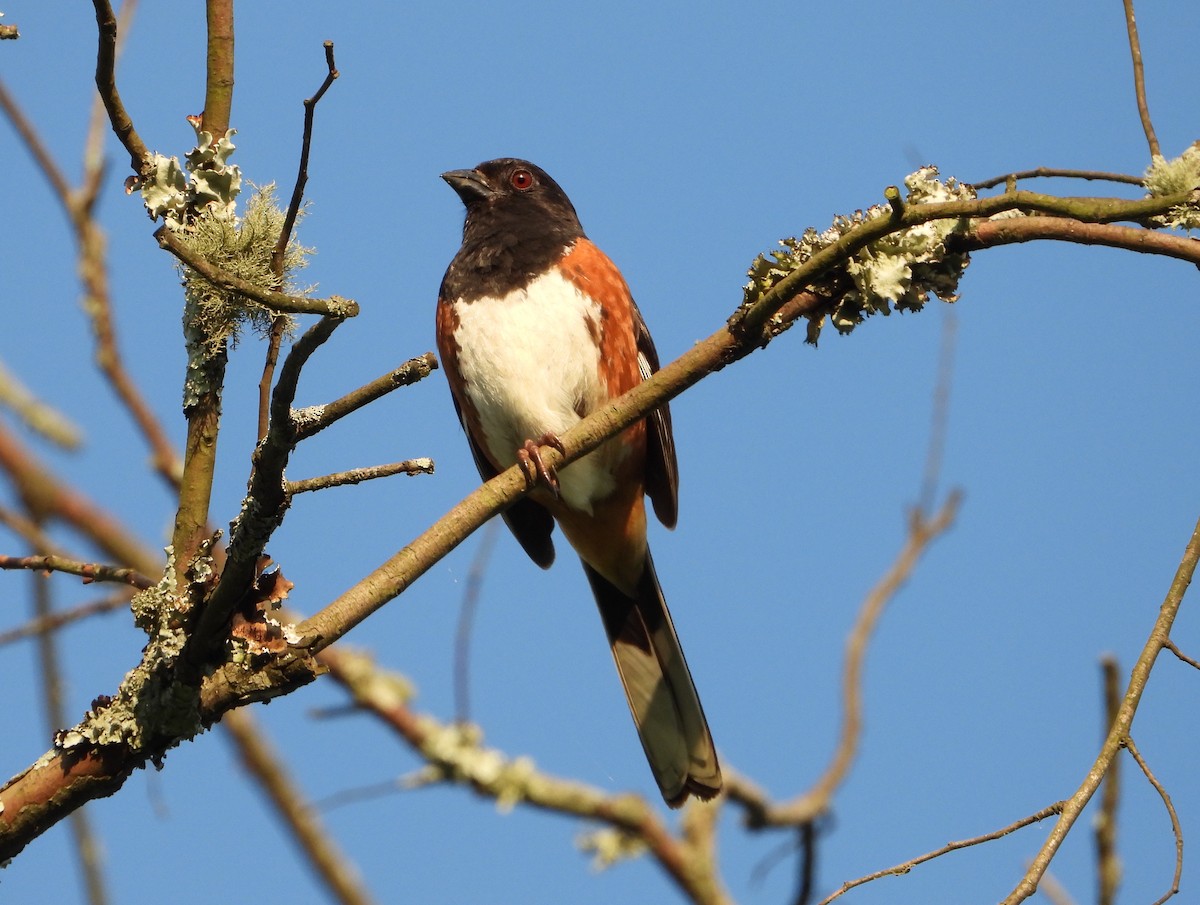 Eastern Towhee - ML620016374