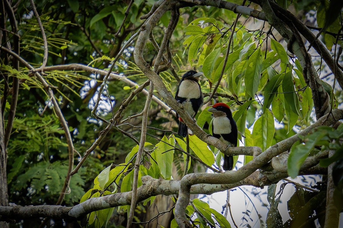 Black-girdled Barbet - ML620016378