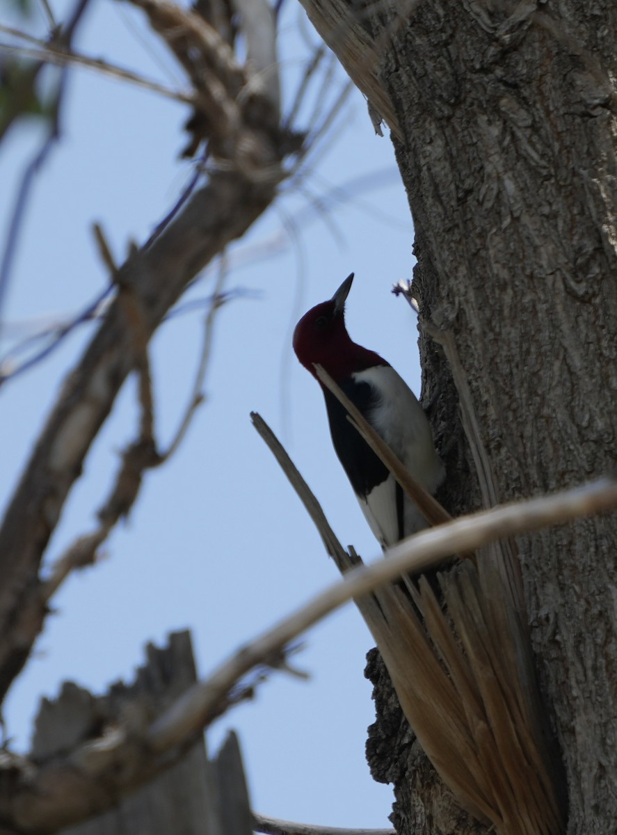 Red-headed Woodpecker - ML620016382