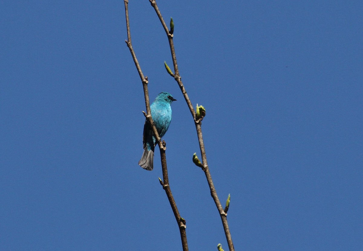 Verditer Flycatcher - Scott Watson