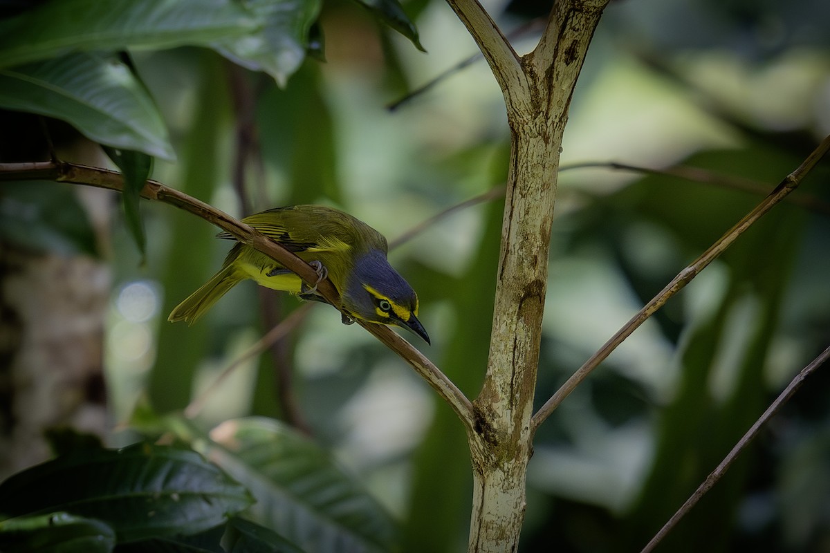 Slaty-capped Shrike-Vireo - ML620016388